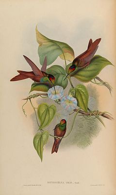 Diphogena iris = Coeligena iris