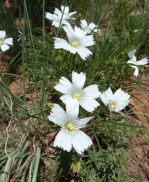 Monsonia attenuata, Walter Sisulu NBT, b.jpg