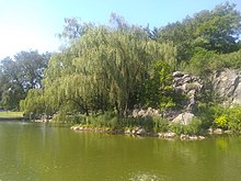 Ein Teich im Vordergrund mit einem Weidenbaum am Ufer und Hochhäusern im Hintergrund