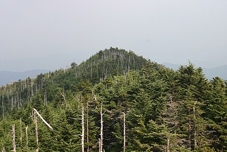 Abies fraseri (Fraser Fir, Mountain Balsam, She-Balsam, Southern Balsam)