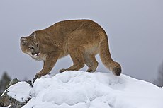 Puma