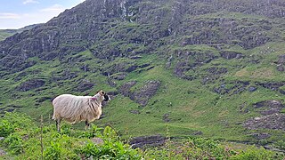 Mouton dans la montagne 2.jpg