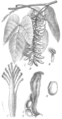 Mucuna pruriens