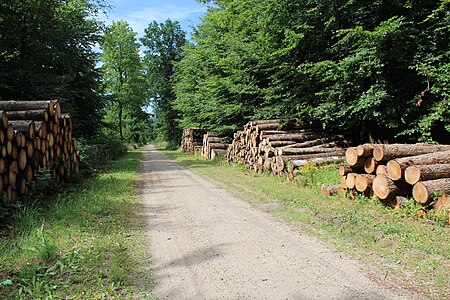 Mueckenwald Weiche Sommer 2018