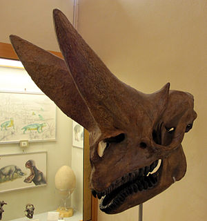 Museo di paleologia, cranio di arsinoitherium zitteli, da fayoum, egitto, 01.JPG