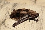 Myotis dasycneme.jpg