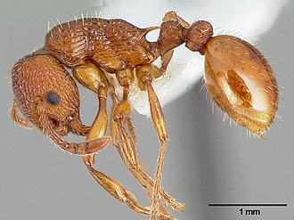 Myrmica americana casent0005700 profile 1.jpg