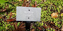 Myrsine oliveri, Siobhan Leachman.jpg