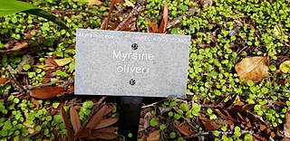 <i>Myrsine oliveri</i> Species of flowering plant