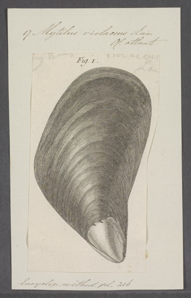 File:Mytilus violaceus - - Print - Iconographia Zoologica - Special Collections University of Amsterdam - UBAINV0274 076 01 0016.tif