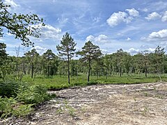 Abgeplaggte Stelle zur Regeneration der Heide im Kampf gegen Gräser, Adlerfarn und Buschwerk