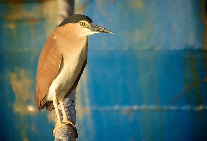 File:Nankeen Night Heron Fremantle Harbour.jpg