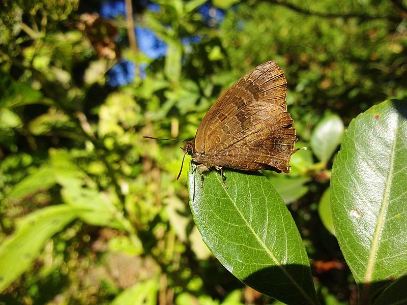 File:Narathura bazalus-Arhopala bazalus-male-tokyo02.JPG