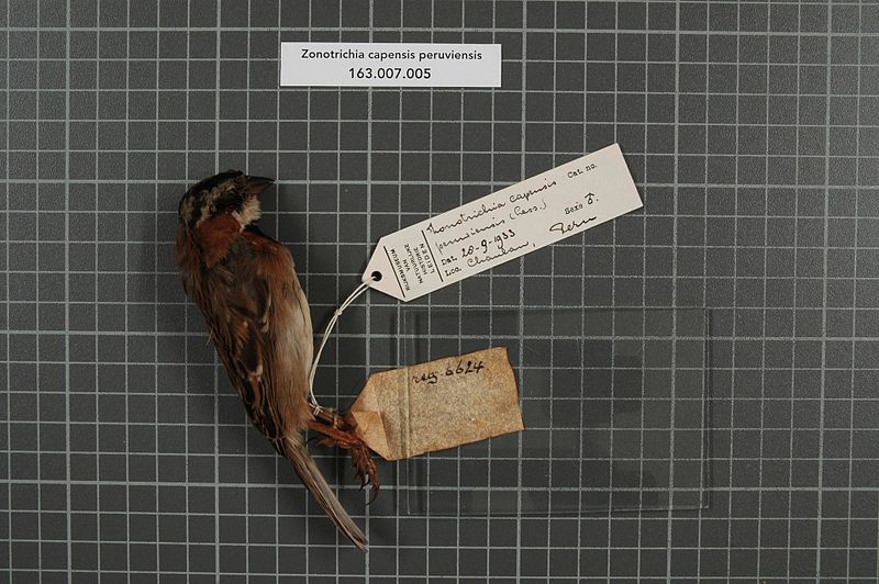 File:Naturalis Biodiversity Center - RMNH.AVES.149581 2 - Presotrichia capensis peruviensis (Lesson, 1834) - Emberizidae - bird skin specimen.jpeg