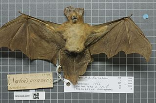 Javan slit-faced bat species of mammal