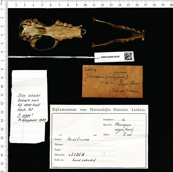 File:Naturalis Biodiversity Center - RMNH.MAM.45950 pal - Pteropus sp. - skull.jpeg