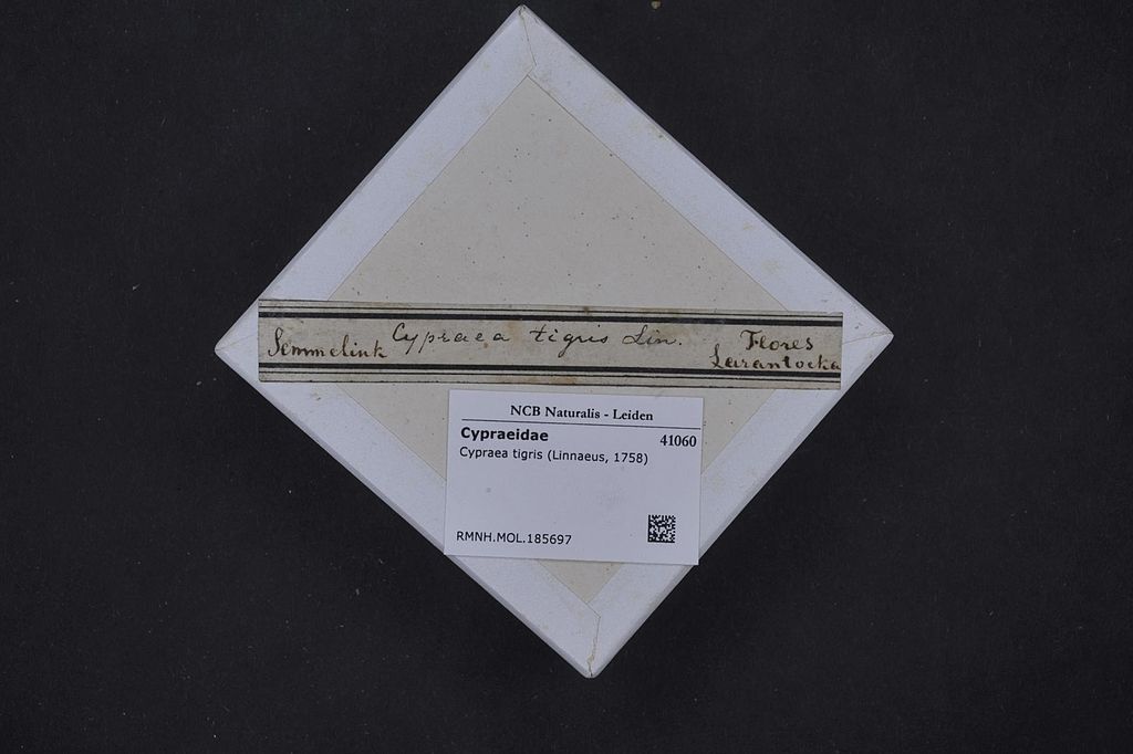 File:Naturalis Biodiversity Center - RMNH.MOL.185697 1 - Cypraea tigris ...