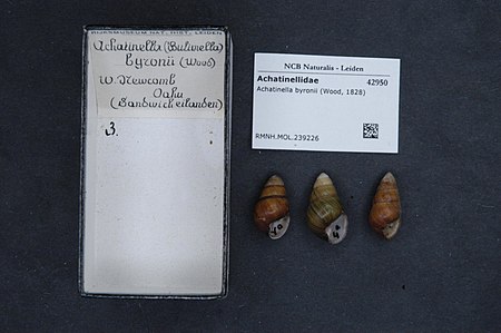 Achatinella byronii