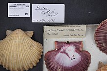 Naturalis Biodiversity Center - RMNH.MOL.322421 - Euvola vogdesi (Arnold, 1906) - Pectinidae - Mollusc shell.jpeg