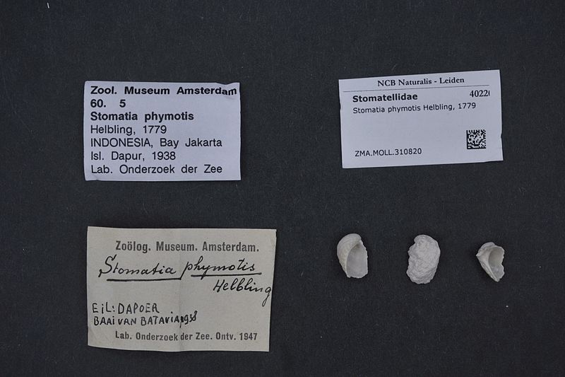 File:Naturalis Biodiversity Center - ZMA.MOLL.310820 - Stomatia phymotis Helbling, 1779 - Stomatellidae - Mollusc shell.jpeg