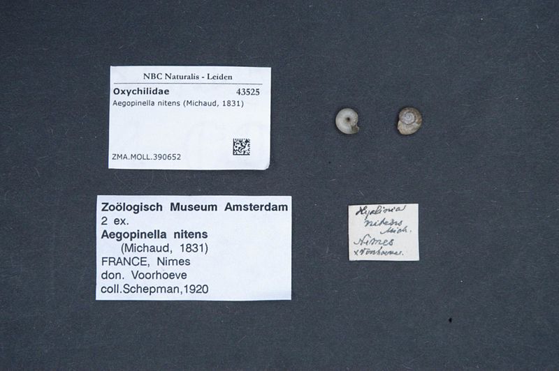 File:Naturalis Biodiversity Center - ZMA.MOLL.390652 - Aegopinella nitens (Michaud, 1831) - Oxychilidae - Mollusc shell.jpeg