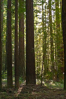 Navarro River Redwoods State Park State park in Mendocino County, California