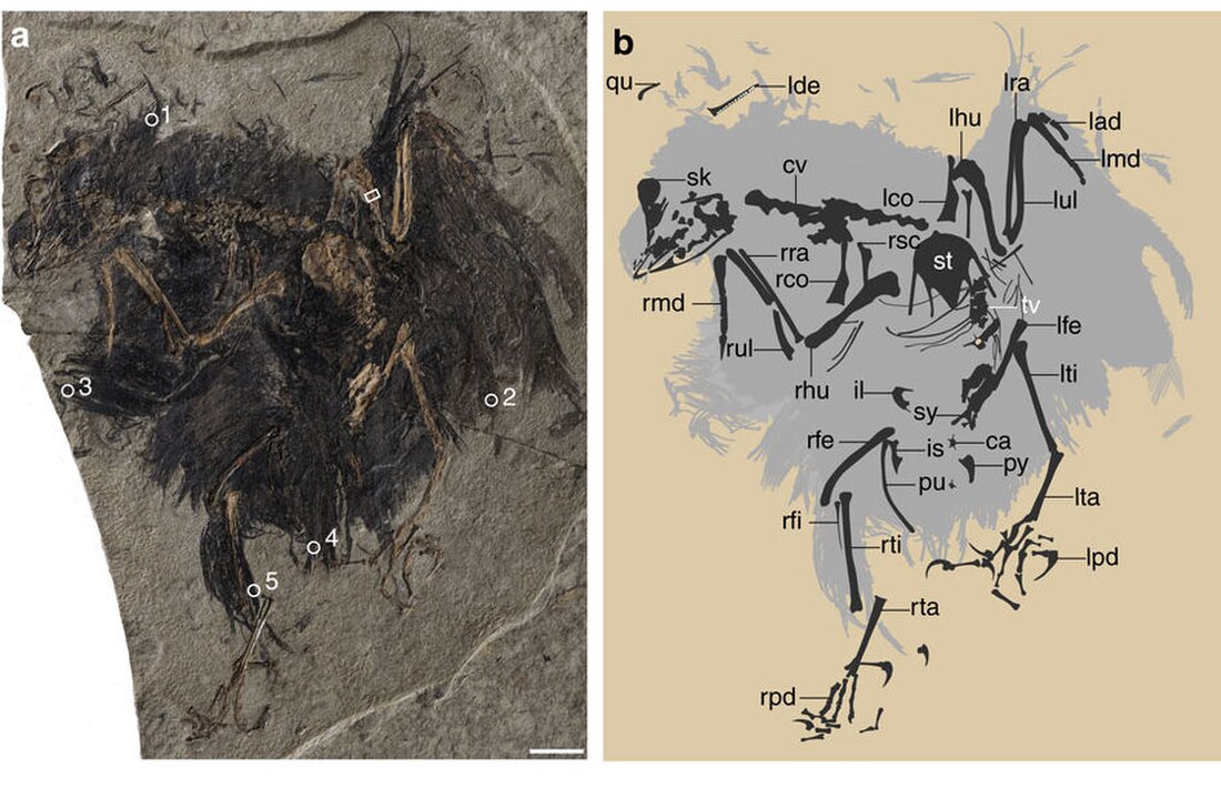 Ornithothoraces