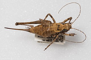 <i>Neduba diabolica</i> Species of cricket-like animal