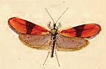 Thumbnail for Nemophora fasciella