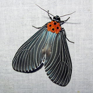 <i>Neochera marmorea</i> Species of moth