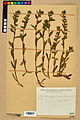 Neuchâtel Herbarium - Nonea lutea - NEU000021431.jpg