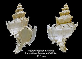 <i>Nipponotrophon barbarae</i> Species of gastropod