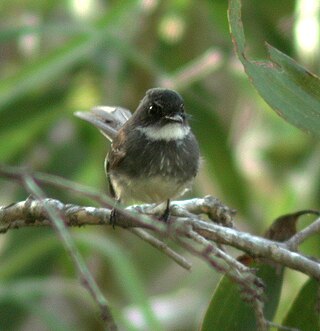 <span class="mw-page-title-main">Northern fantail</span> Species of bird