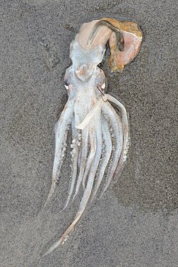 Northern Shortfin Squid (Illex illecebrosus)