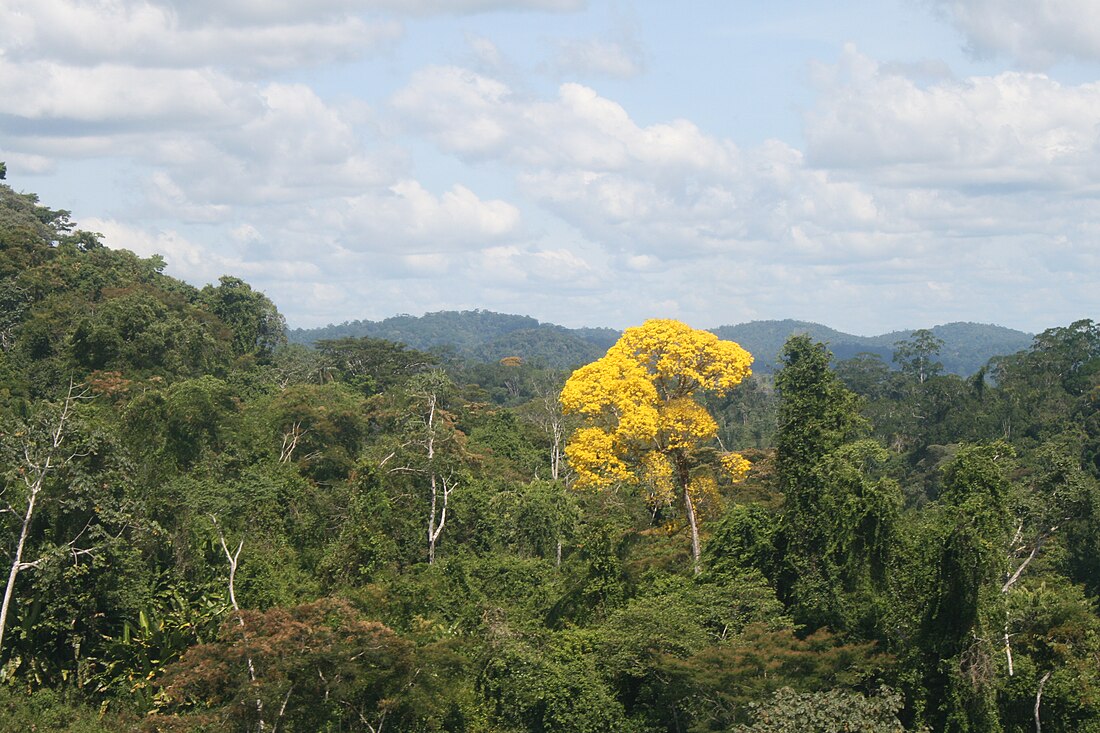 Almeirim, Pará