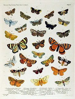 <span class="mw-page-title-main">Anomoeotidae</span> Family of moths