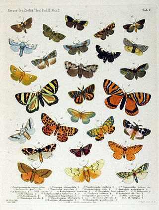 <span class="mw-page-title-main">Anomoeotidae</span> Family of moths