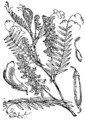 Vicia villosa Kocinasta grašica plate 197 in: Martin Cilenšek: Naše škodljive rastline Celovec (1892)