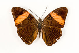 Adelpha lara mainas