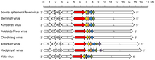 Ephemerovirus genomes ONSR.Rha.Fig8.Eph.Fig1.v7.png