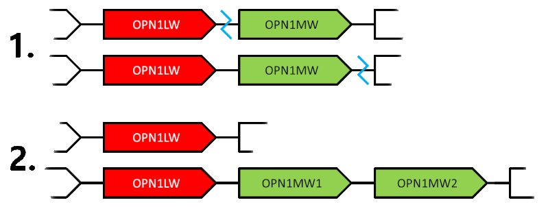 File:OPN-recombination-dichromacy.gif