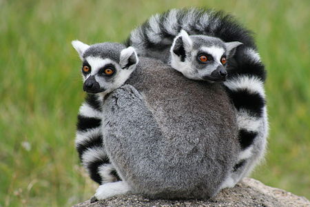 Tập_tin:OaklandZooLemurs.jpg