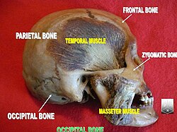 Occipital bone 2.jpg