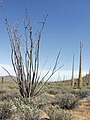 Ocotillo in Cataviña region, Baja California desert, Mexico