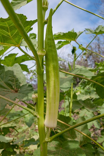 File:Okra in Margarita Island.jpg