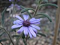 Olearia asterotricha