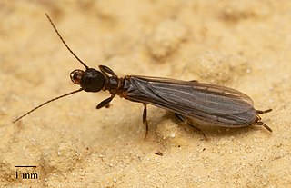 <span class="mw-page-title-main">Oligotoma nigra</span> Species of insect