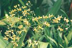 Miniatura para Oncidium longicornu