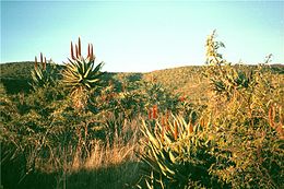 Winterlandschap in Oost-Kaap (Aloe ferox) (Foto J.Folmer 1999)