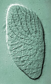 Cellule vivante d'Opalina ranarum en microscopie optique. Vagues d'activité des flagelles visibles sous forme de lignes de crêtes faisant un angle avec l'axe de la cellule.